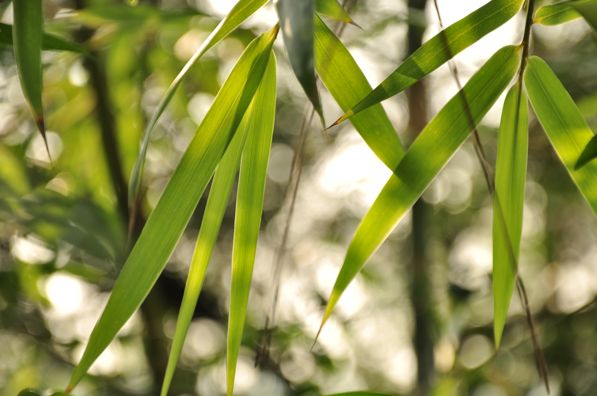 Bamboo