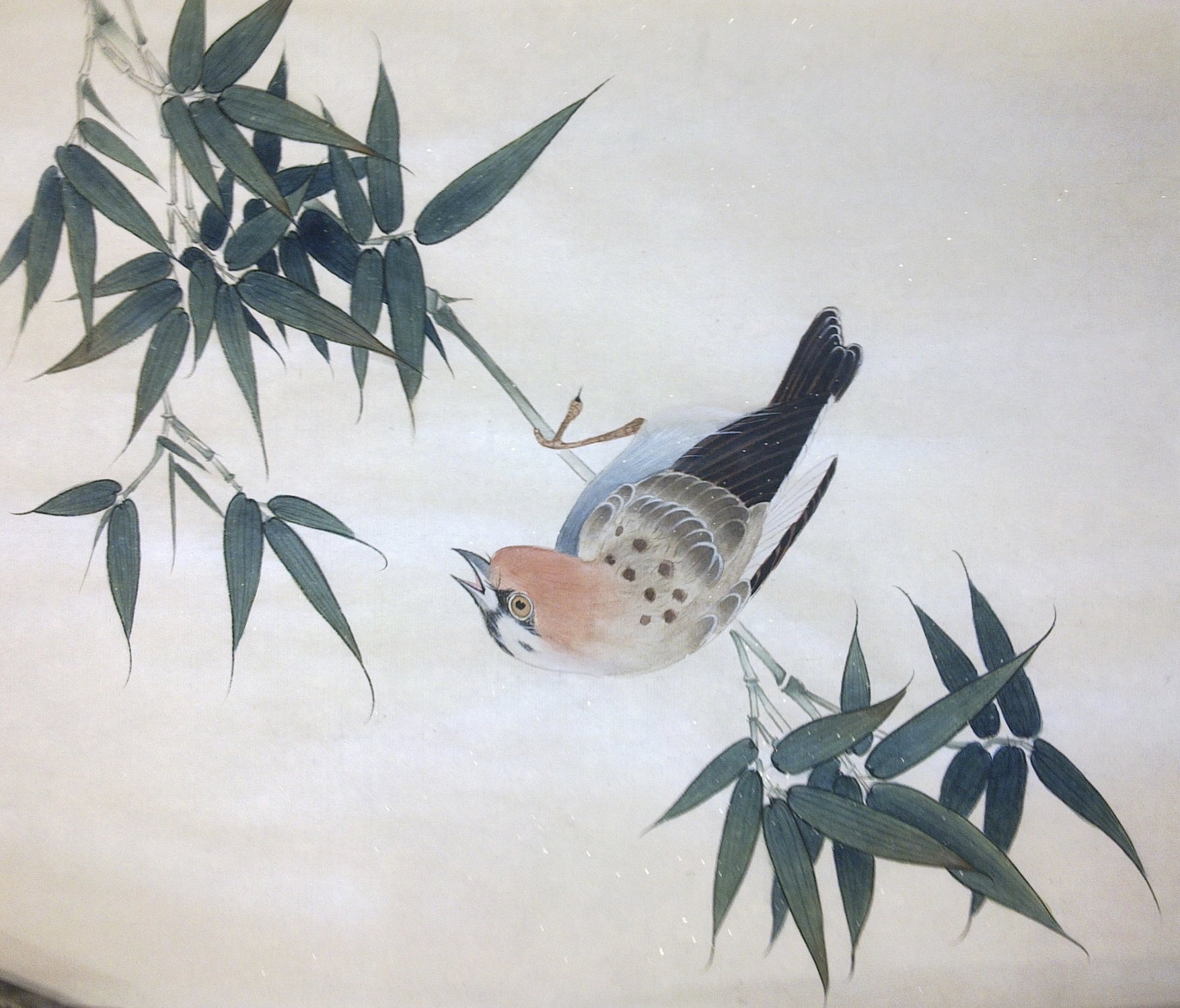 Bird